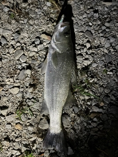 フッコ（マルスズキ）の釣果