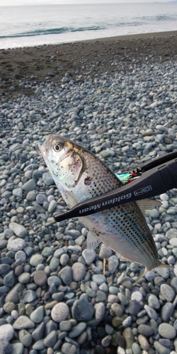 コノシロの釣果