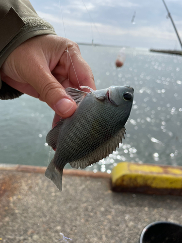 メジナの釣果