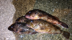 ガシラの釣果