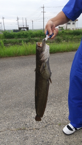 ナマズの釣果