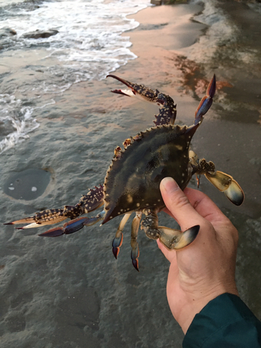 カニの釣果