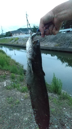 ナマズの釣果