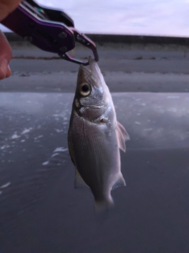 セイゴ（マルスズキ）の釣果