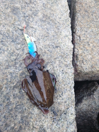 ハリイカの釣果