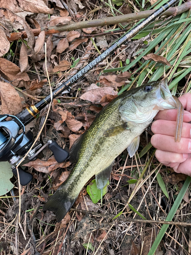 ラージマウスバスの釣果