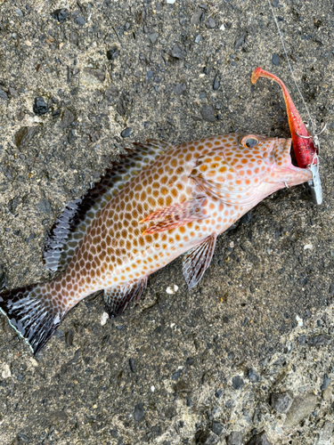 オオモンハタの釣果