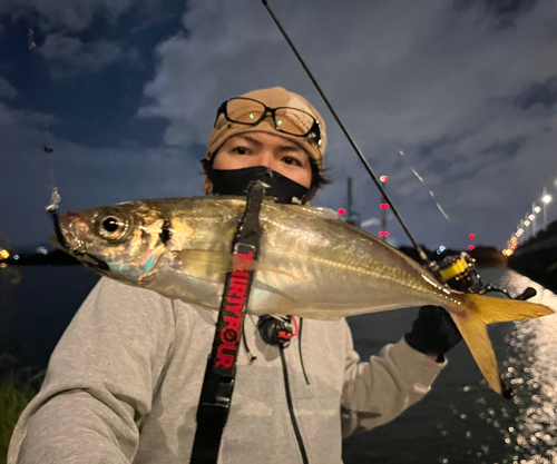 マアジの釣果