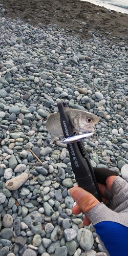 ツバメコノシロの釣果