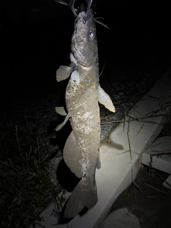 アメリカナマズの釣果