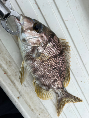 メイチダイの釣果