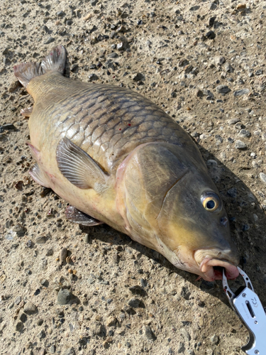 コイの釣果