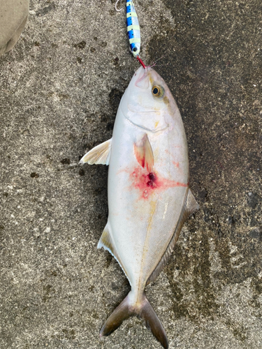 ショゴの釣果