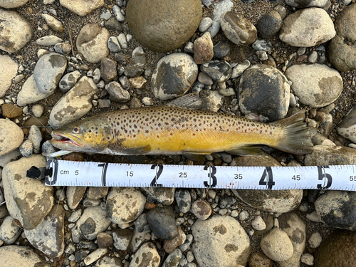 ブラウントラウトの釣果