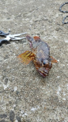 カサゴの釣果