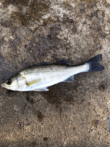 セイゴ（マルスズキ）の釣果