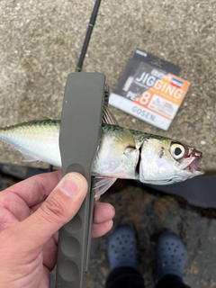 サバの釣果