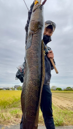 ライギョの釣果