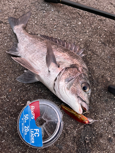 クロダイの釣果