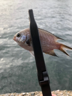 スズメダイの釣果