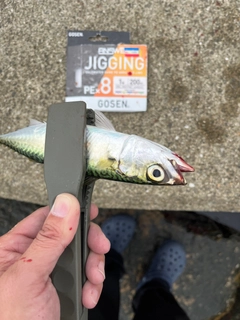 サバの釣果