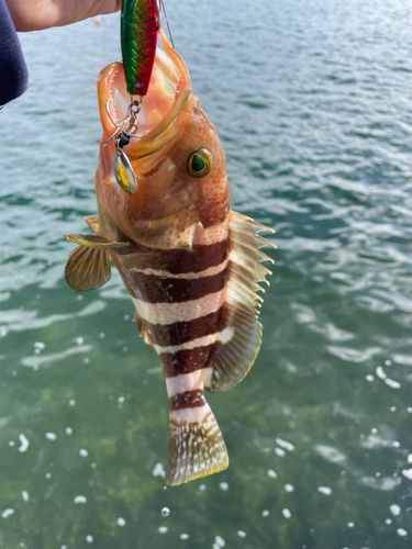 アオハタの釣果