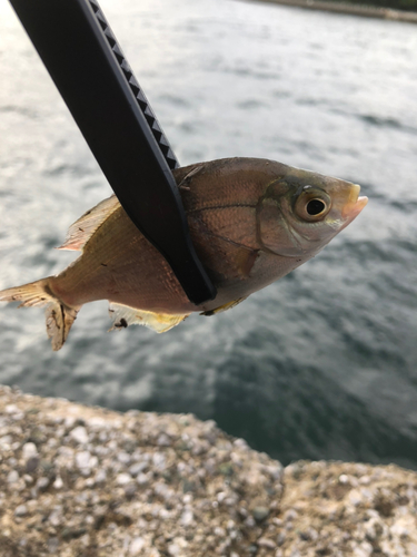 ウミタナゴの釣果