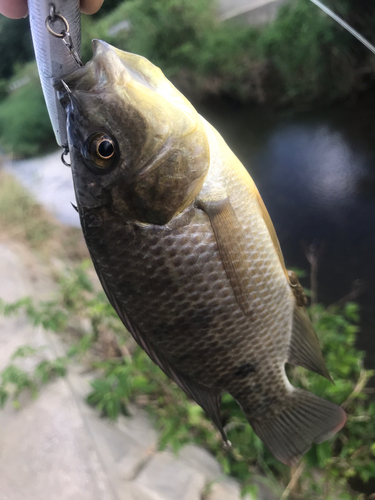 ティラピアの釣果