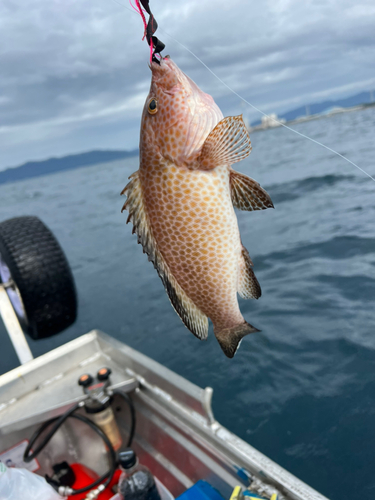 オオモンハタの釣果