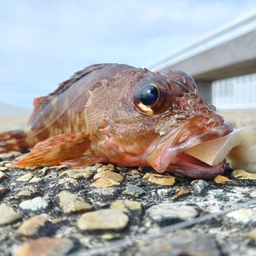 カサゴ