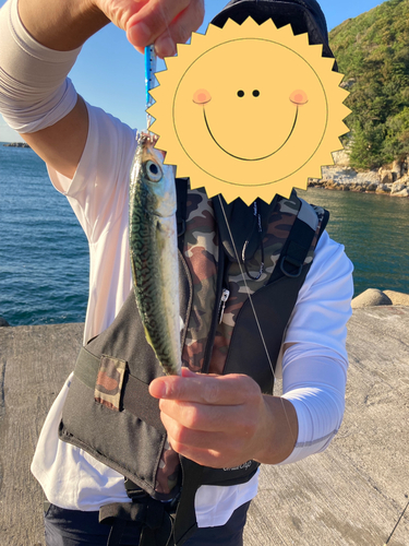 サバの釣果