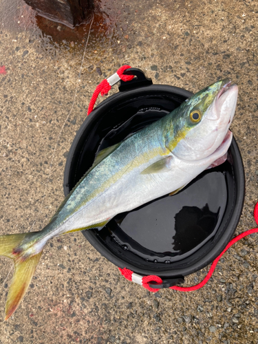 ハマチの釣果