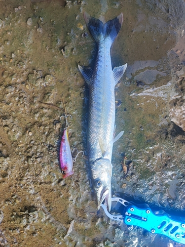 オニカマスの釣果