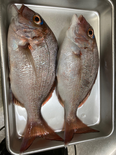 タイの釣果