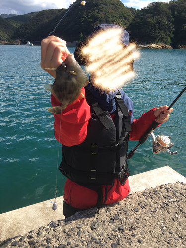 カワハギの釣果