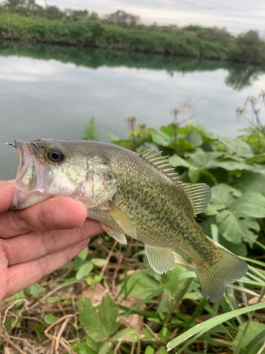 ラージマウスバスの釣果