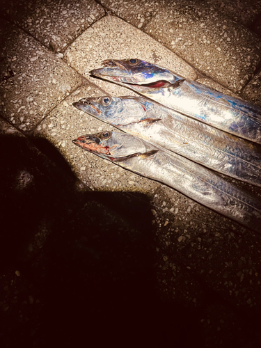 タチウオの釣果