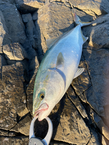 イナダの釣果