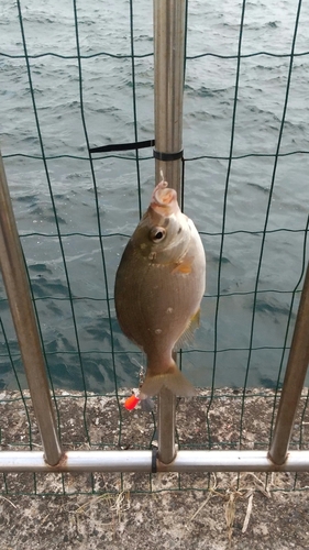 ウミタナゴの釣果