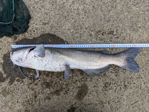 アメリカナマズの釣果