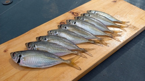 アジの釣果