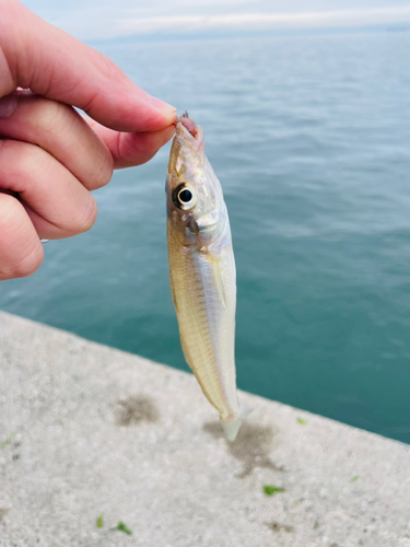 キスの釣果