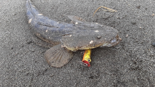 マゴチの釣果