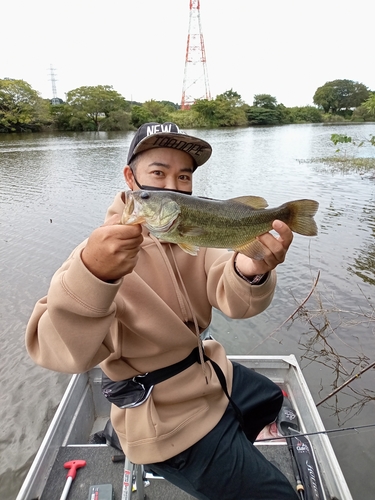 ラージマウスバスの釣果