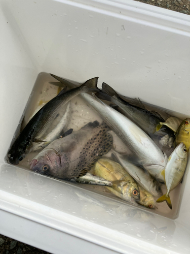 コショウダイの釣果