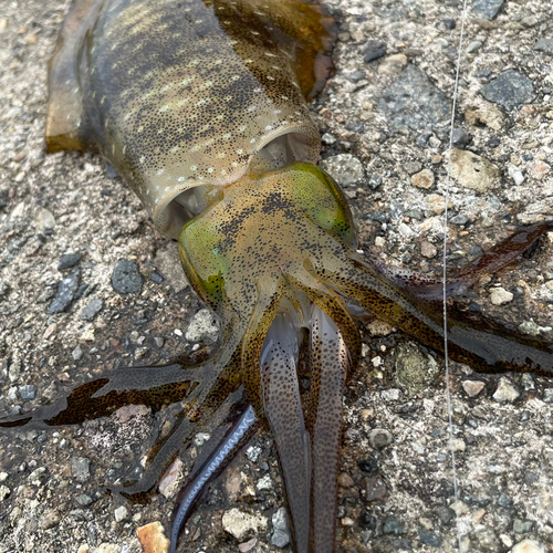 アオリイカの釣果