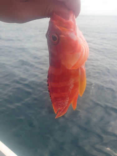 アカハタの釣果