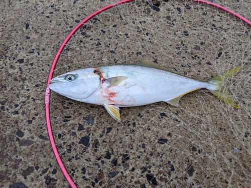 ヤズの釣果