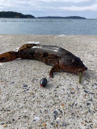 アイナメの釣果