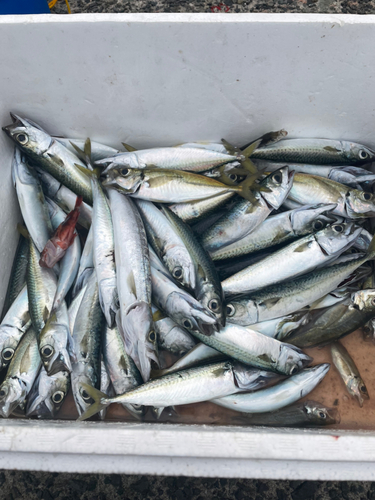 サバの釣果